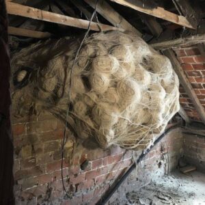 ht1-man-thinks-he-found-hornets-nest-in-attic-turns-pale-when-he-realizes-whats-inside-00lwvo98 (1)